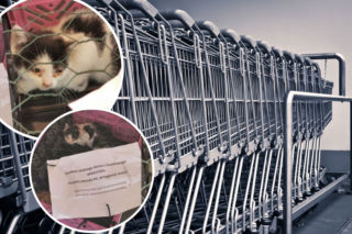 Łódź. Ktoś podrzuca pod sklepy zwierzęta. Odrobina, ale jednak serca w człowieku