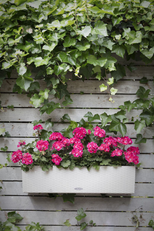 Sadzenie pelargonii do skrzynki