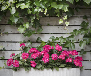 Sadzenie pelargonii do skrzynki