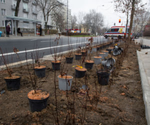 Zielona Saska Kępa