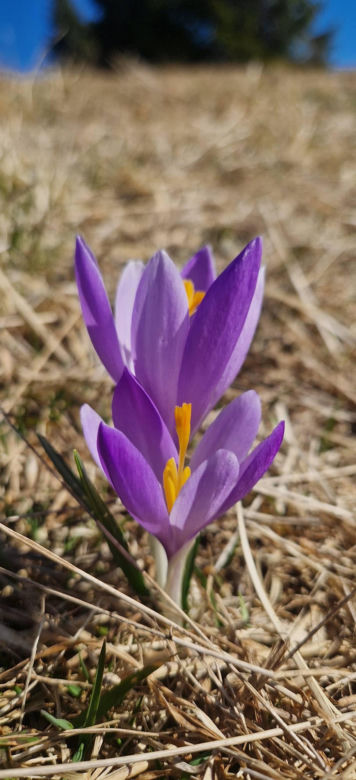 Krokusy Beskidy