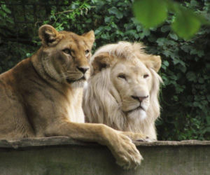 Te zwierzaki zrobią Ci dzień! Zoo w Eberswalde zaledwie godzinę drogi od Szczecina [ZDJĘCIA]