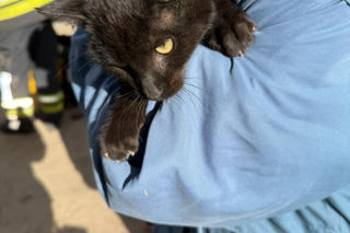 Uratowali kota, który wpadł do studni