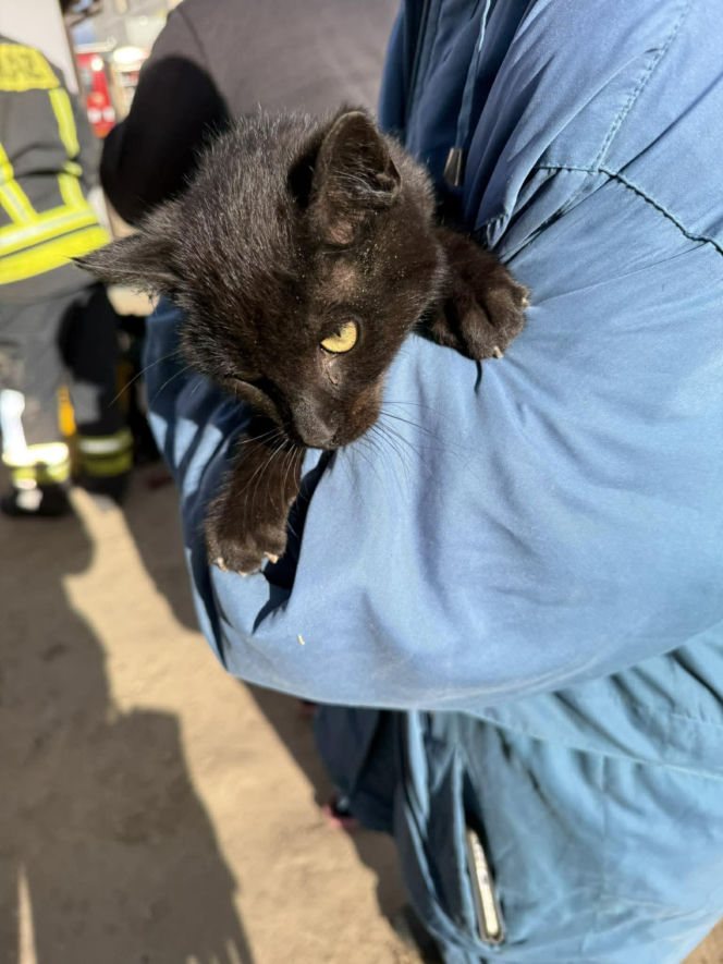 Uratowali kota, który wpadł do studni