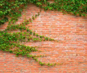 Mur z cegły