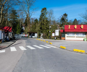 Koronawirus w Trójmieście. ZOO zamknięte na czas kwarantanny