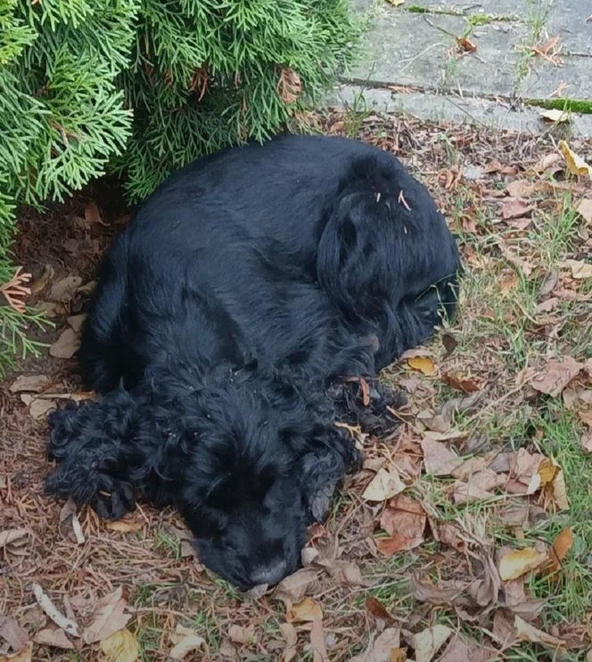 Pies został uwięziony w krakowskim liceum. Zwierzę wymagało pilnej pomocy specjalistów