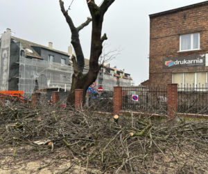 200-letni jesion zniknął z konińskiej Starówki