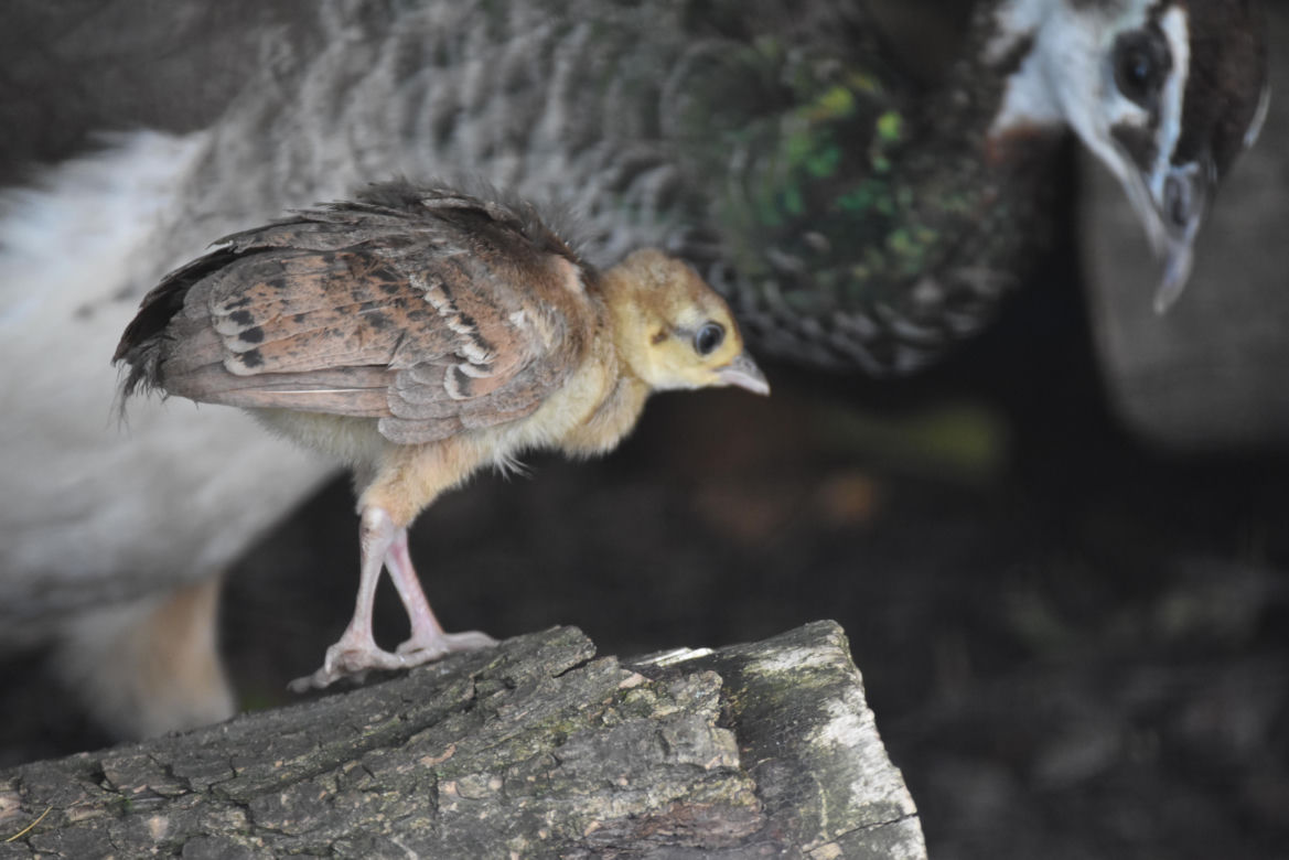 Nowe zwierzęta w zamojskim zoo: pisklę pawia