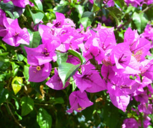 Bugenwilla