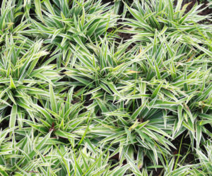 Turzyca rzędowa 'Variegata'