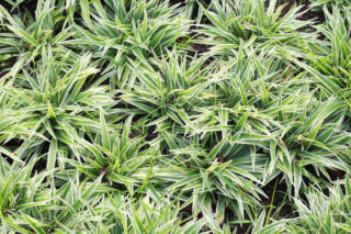 Turzyca rzędowa 'Variegata'