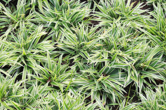 Turzyca rzędowa 'Variegata'