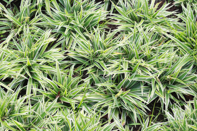 Turzyca rzędowa 'Variegata'