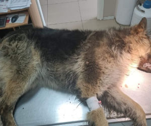 Nawet nie chce patrzeć w kierunku ludzi! Staś został znaleziony na bagnach, gdy walczył o życie [ZDJĘCIA]