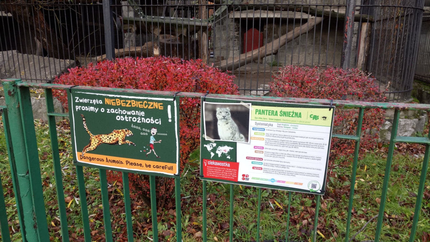 Pracownicy śląskiego ZOO chcą ratować pantery śnieżne