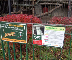 Pracownicy śląskiego ZOO chcą ratować pantery śnieżne