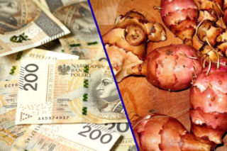 Topinambur: Rolniczy hit!