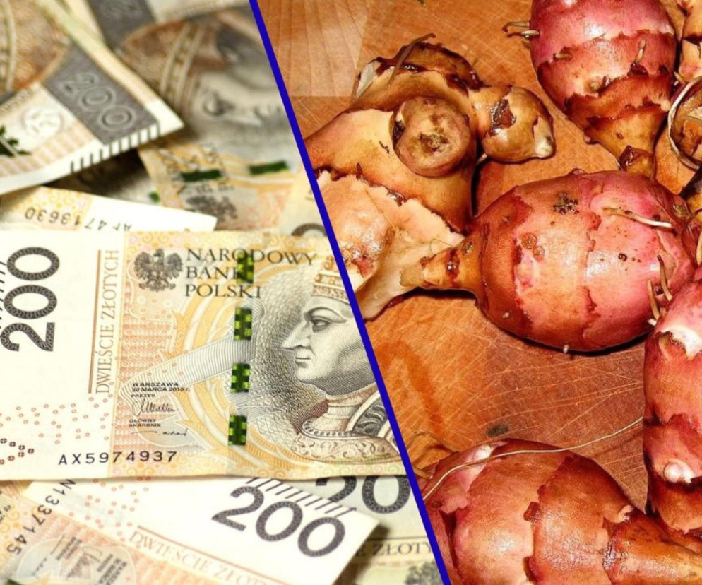 Banknoty 200 zł symbolizujące zyski z uprawy topinamburu, widoczne obok bulw tej rośliny. To inwestycja w opłacalny biznes rolniczy, o czym można przeczytać na Super Biznes.