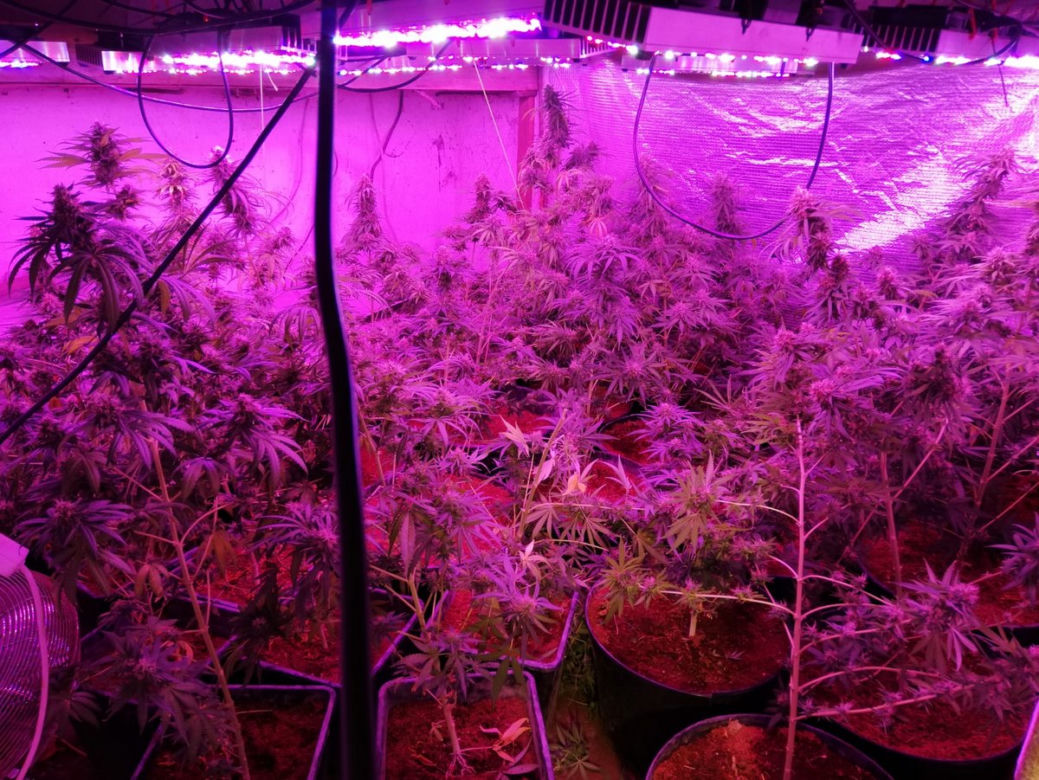 Szum wiatraków zdradził 38-latka! Ogromna plantacja marihuany w Bydgoszczy