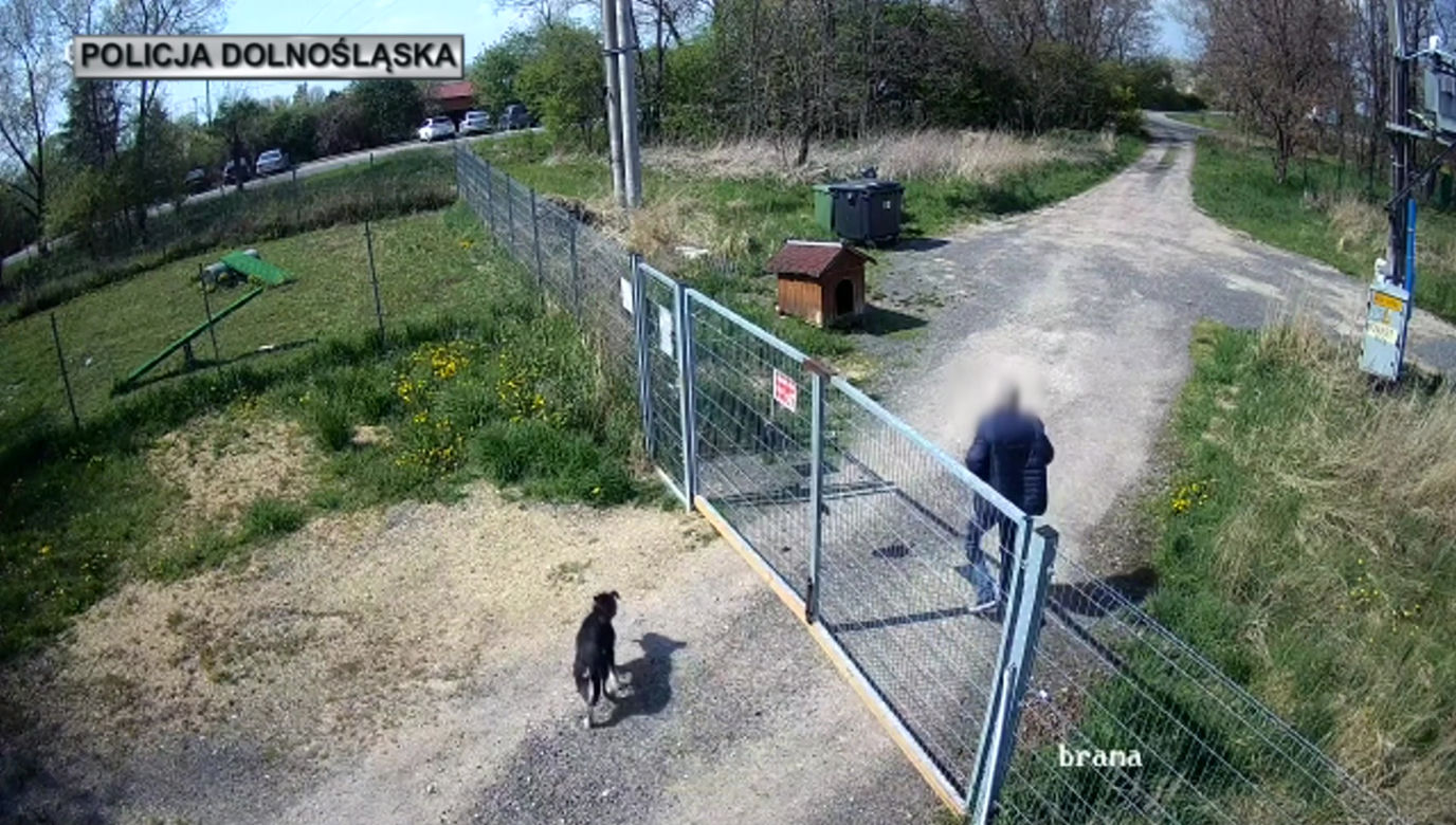 Sadysta rzucił psem przez ogrodzenie schroniska! Wszystko się nagrało. 