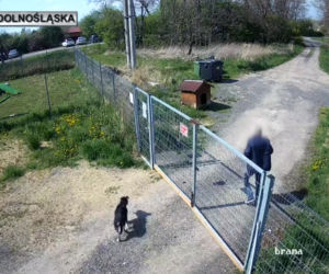 Sadysta rzucił psem przez ogrodzenie schroniska! Wszystko się nagrało. 