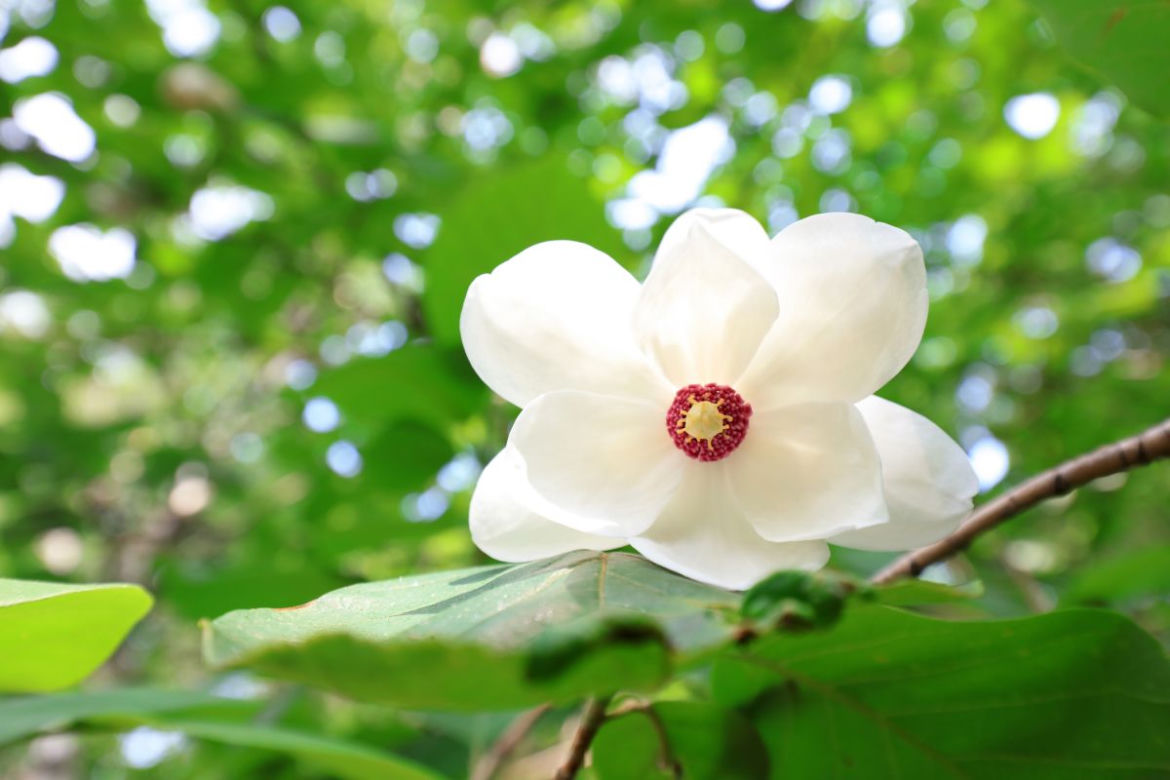 Magnolie