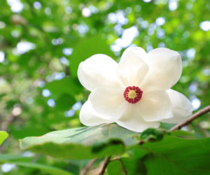 Magnolia
