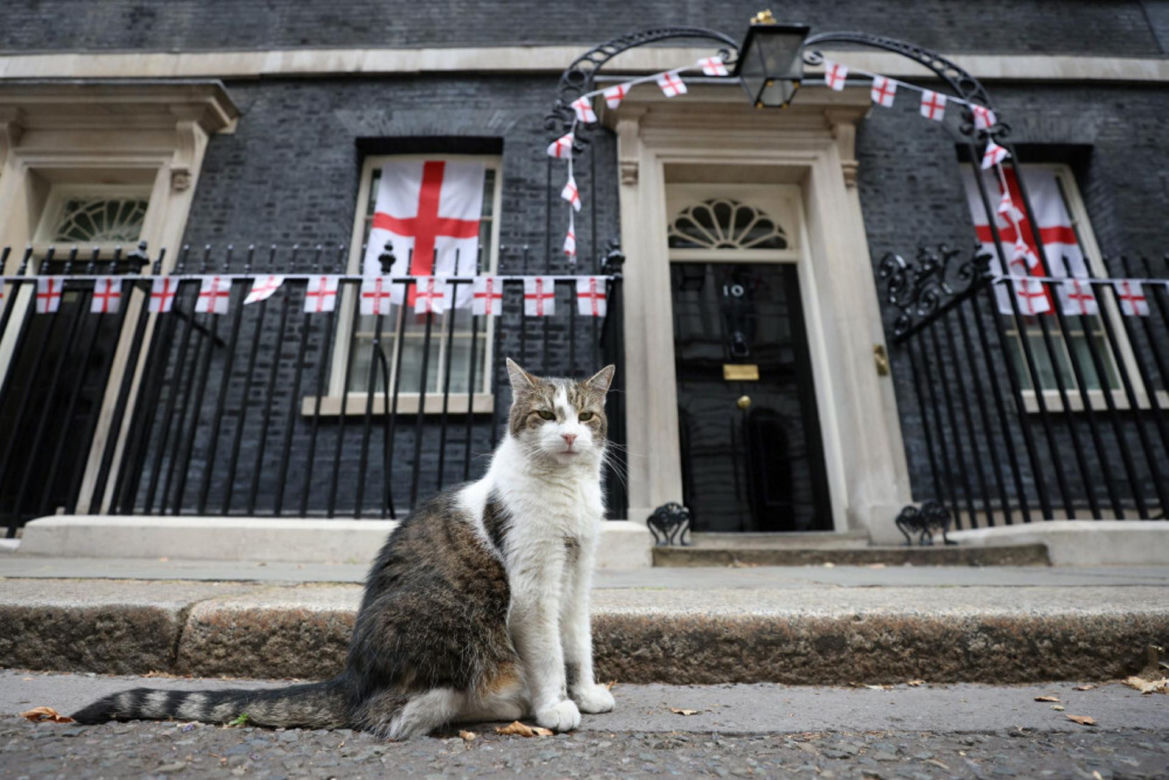 Oto Larry. Chief Mouser to the Gabinet Office