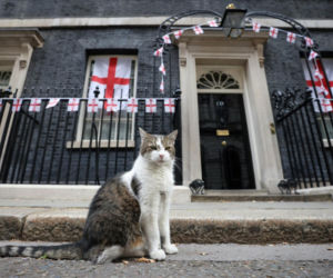 Oto Larry. Chief Mouser to the Gabinet Office
