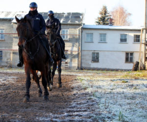 Policja konna z Poznania ma nowego współpracownika