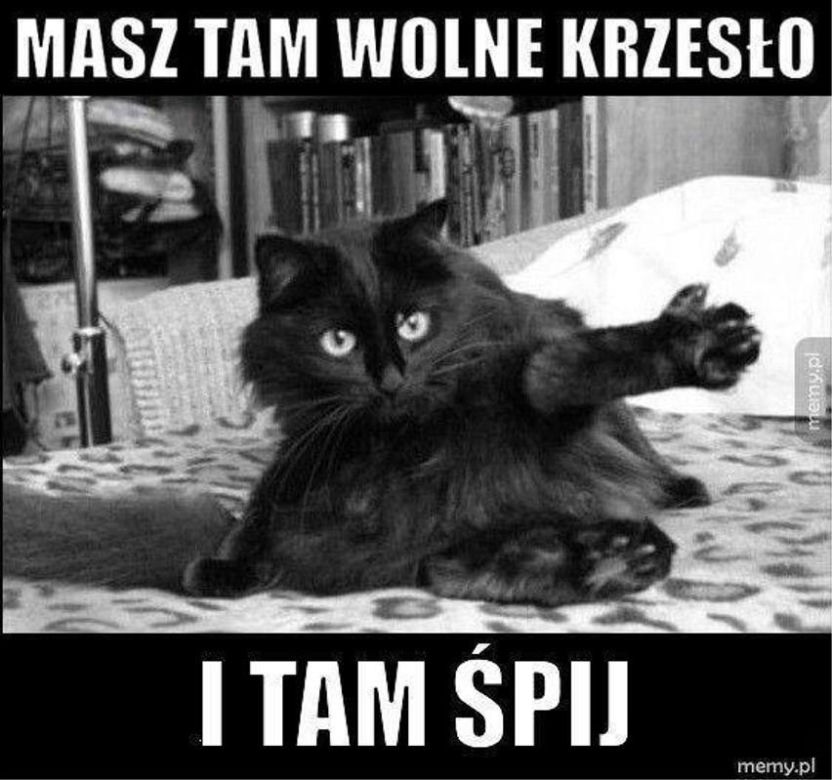 Chcesz poprawić sobie humor? Te memy ze zwierzętami rozbawią cię do łez!