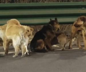 Siedem psów uciekło z transportu do ubojni w Chinach! Ta historia wyciska łzy z oczu