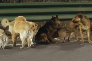 Siedem psów uciekło z transportu do ubojni w Chinach! Ta historia wyciska łzy z oczu