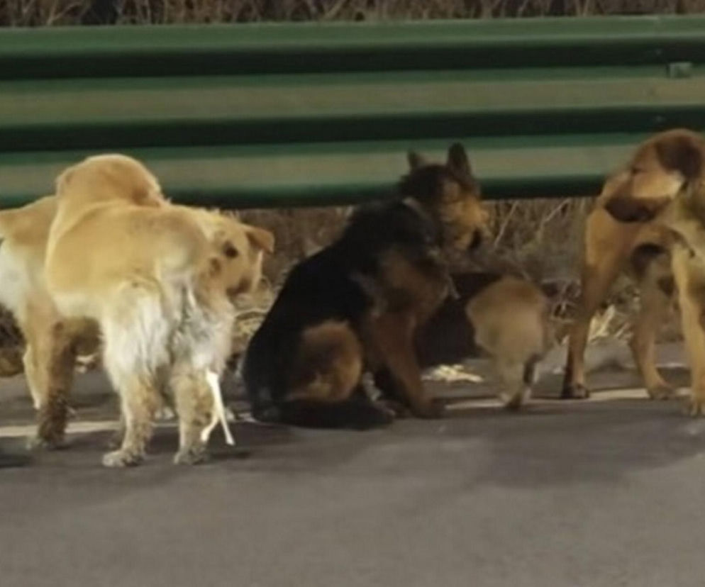 Siedem psów uciekło z ubojni w Chinach! Ta historia wyciska łzy z oczu