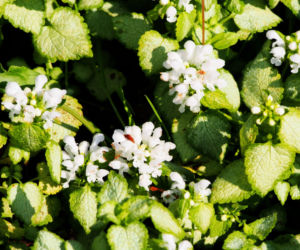 Jasnota plamista