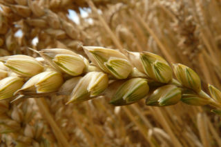 Gluten - czym jest? Jakie są objawy alergii na gluten?
