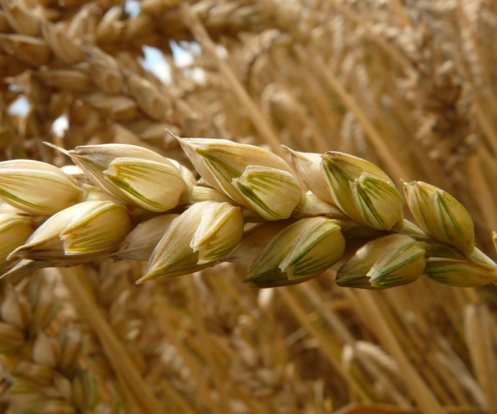 ALERGIA na GLUTEN. Jakie są OBJAWY?