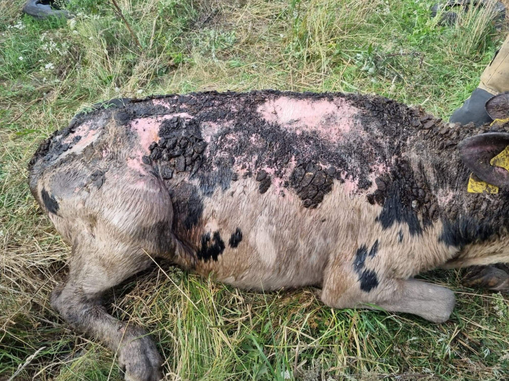Koszmar zwierząt na Mazurach. Krowy tarzały się w błocie, wiele z nich umierało w męczarniach