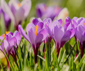 Krokus