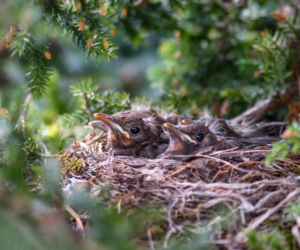 Ruszyła kolejna edycja akcji Zostaw Nie Porywaj. Eksperci radzą jak mądrze pomagać dzikim zwierzętom