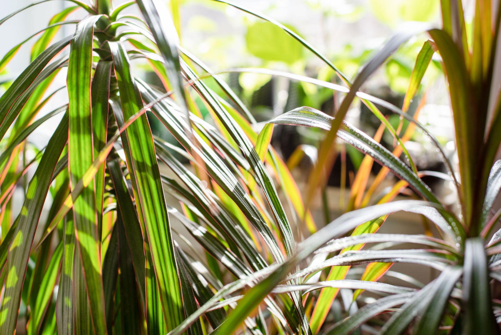 Dlaczego dracena obrzeona ma oklapnite licie? - murator.pl