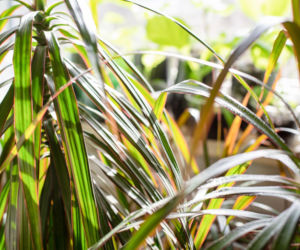 Dlaczego dracena obrzeżona ma oklapnięte liście?