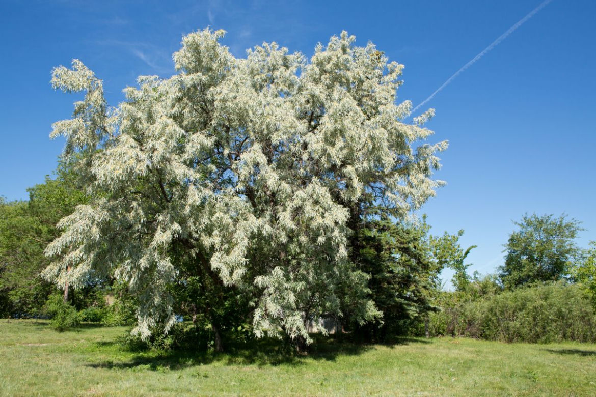 Oliwnik wąskolistny