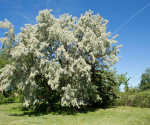 Oliwnik wąskolistny