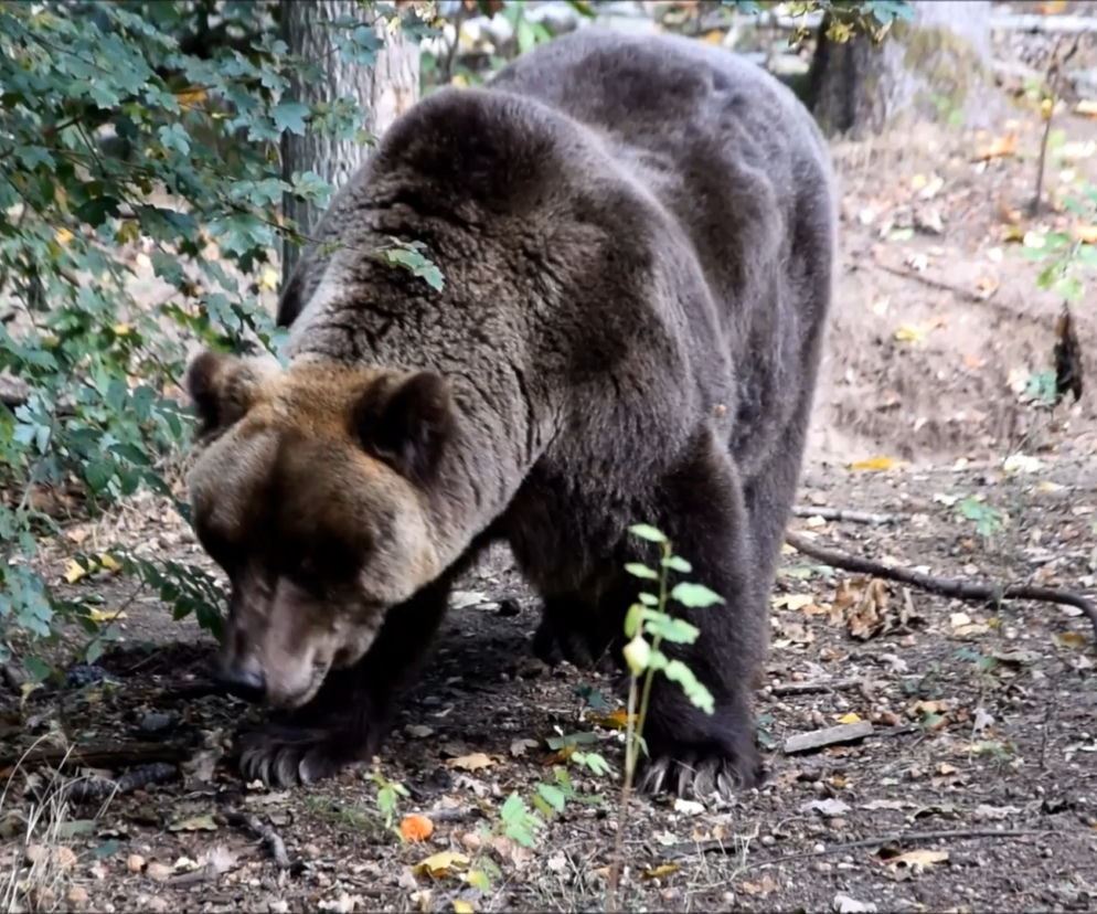 Niedźwiedź w Zoo w Poznaniu
