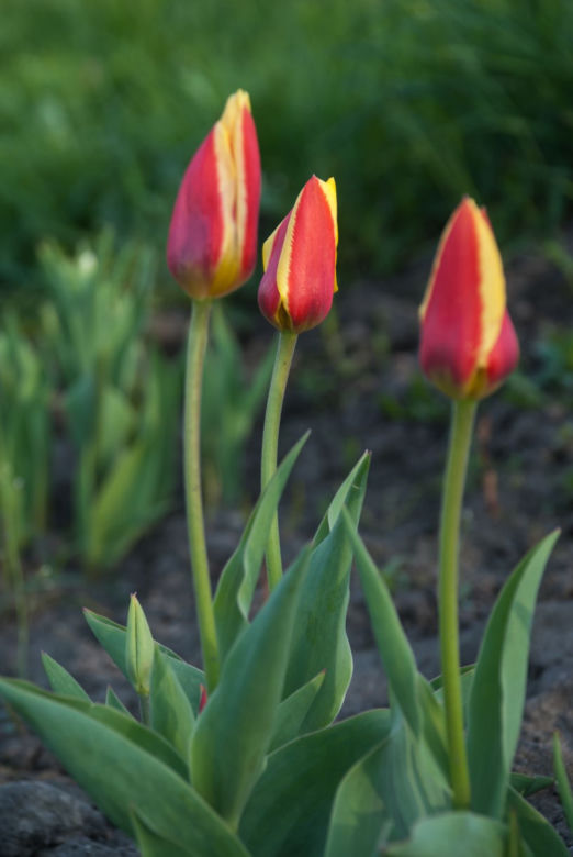 Tulipany Kaufmanna