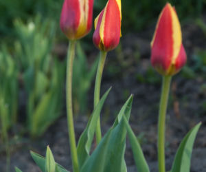 Tulipany Kaufmanna