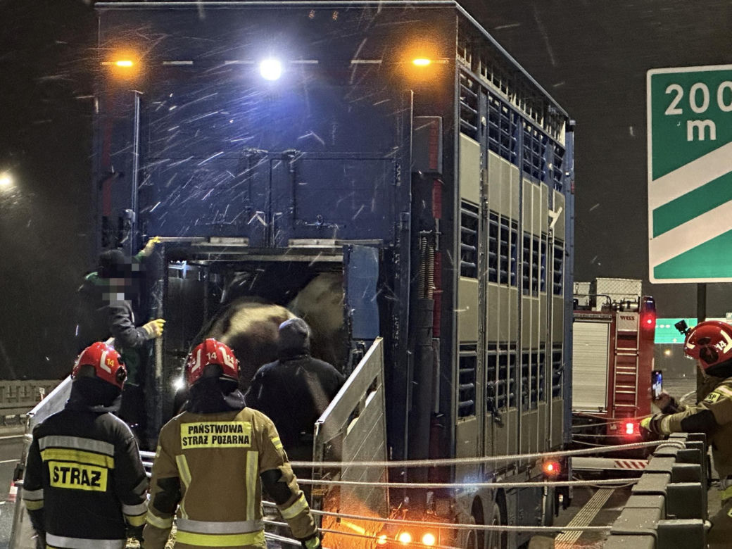 Byki brykają na moście w Warszawie! Wypadły z ciężarówki.