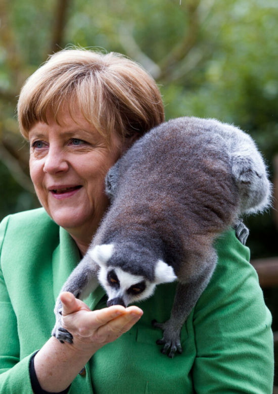 Merkel obsiadły papugi
